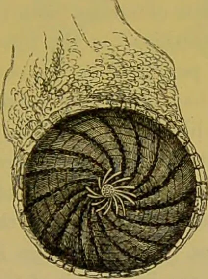 An illustration from The microscope : its history, construction, and application, being a familiar introduction to the use of the instrument, and the study of microscopical science / by Jabez Hogg., 1898, leaf 491