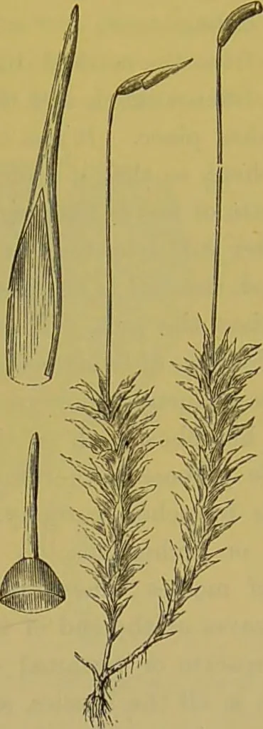 An illustration from The microscope : its history, construction, and application, being a familiar introduction to the use of the instrument, and the study of microscopical science / by Jabez Hogg., 1898, leaf 491