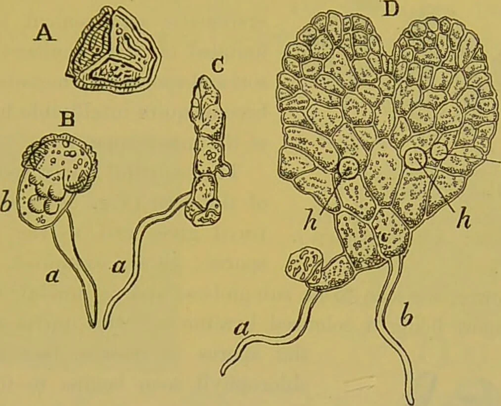An illustration from The microscope : its history, construction, and application, being a familiar introduction to the use of the instrument, and the study of microscopical science / by Jabez Hogg., 1898, leaf 493
