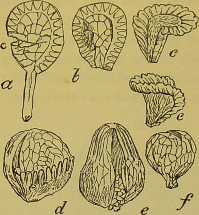 An illustration from The microscope : its history, construction, and application, being a familiar introduction to the use of the instrument, and the study of microscopical science / by Jabez Hogg., 1898, leaf 494