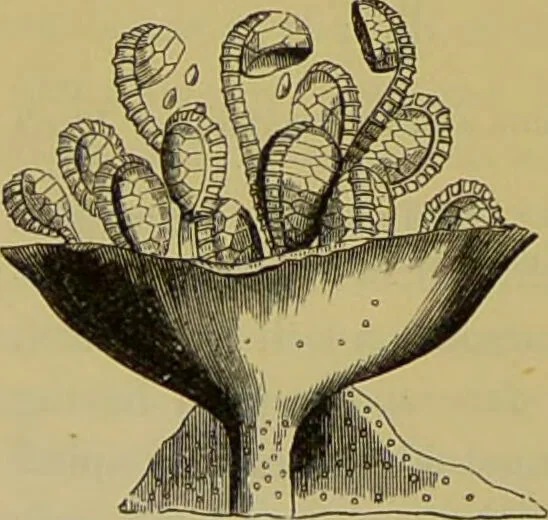 An illustration from The microscope : its history, construction, and application, being a familiar introduction to the use of the instrument, and the study of microscopical science / by Jabez Hogg., 1898, leaf 494