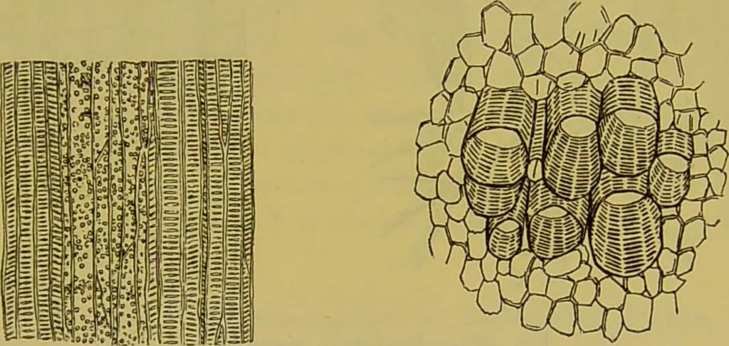 An illustration from The microscope : its history, construction, and application, being a familiar introduction to the use of the instrument, and the study of microscopical science / by Jabez Hogg., 1898, leaf 495