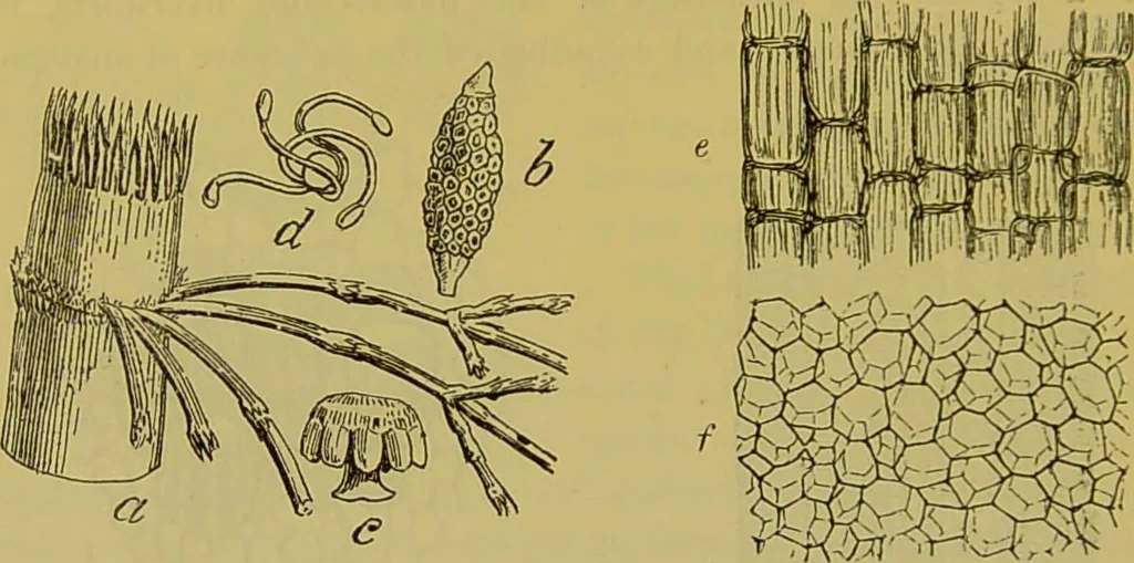 An illustration from The microscope : its history, construction, and application, being a familiar introduction to the use of the instrument, and the study of microscopical science / by Jabez Hogg., 1898, leaf 496