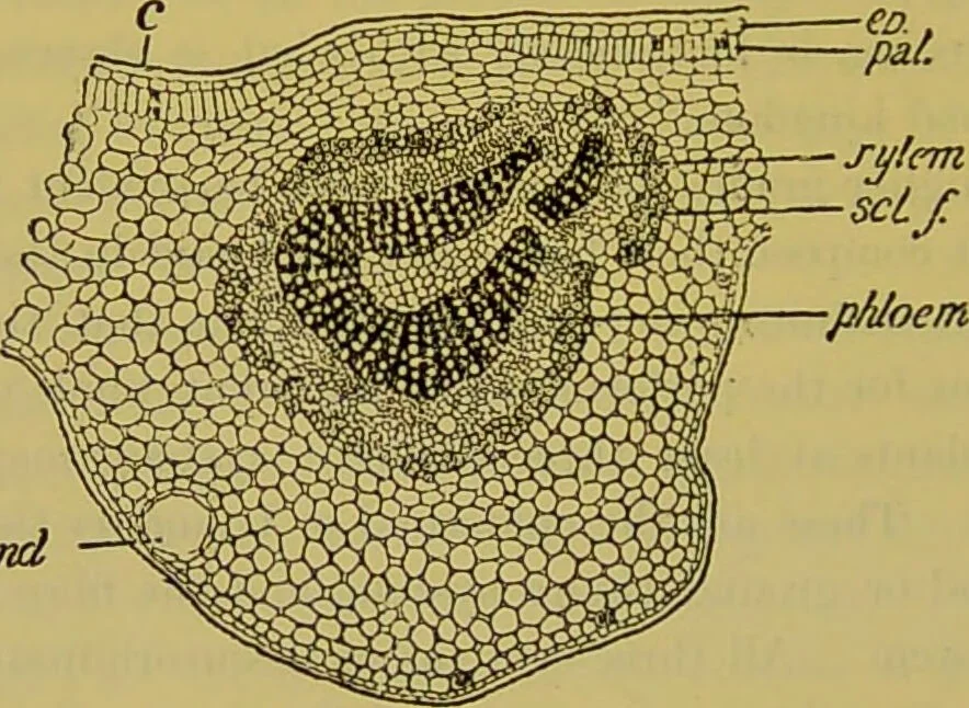An illustration from The microscope : its history, construction, and application, being a familiar introduction to the use of the instrument, and the study of microscopical science / by Jabez Hogg., 1898, leaf 500