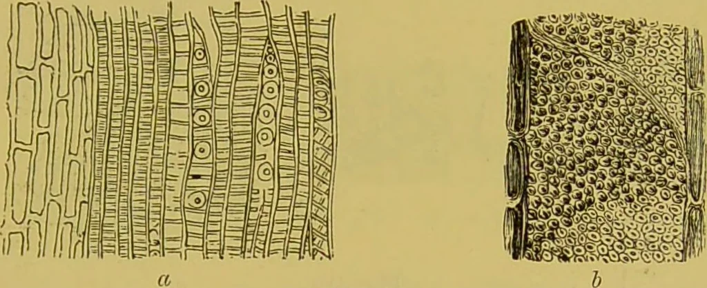An illustration from The microscope : its history, construction, and application, being a familiar introduction to the use of the instrument, and the study of microscopical science / by Jabez Hogg., 1898, leaf 503
