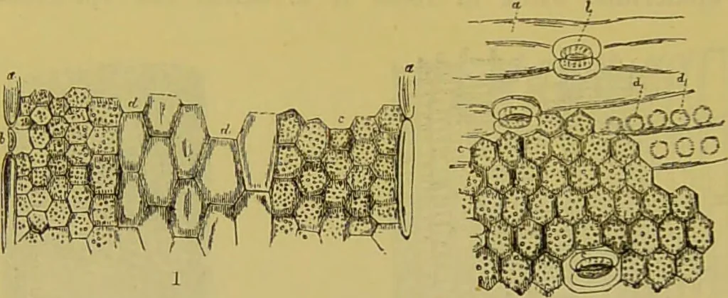 An illustration from The microscope : its history, construction, and application, being a familiar introduction to the use of the instrument, and the study of microscopical science / by Jabez Hogg., 1898, leaf 504