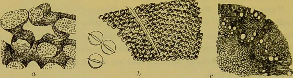 An illustration from The microscope : its history, construction, and application, being a familiar introduction to the use of the instrument, and the study of microscopical science / by Jabez Hogg., 1898, leaf 506