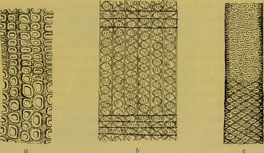 An illustration from The microscope : its history, construction, and application, being a familiar introduction to the use of the instrument, and the study of microscopical science / by Jabez Hogg., 1898, leaf 507