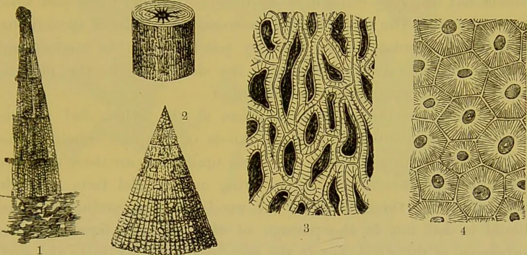 An illustration from The microscope : its history, construction, and application, being a familiar introduction to the use of the instrument, and the study of microscopical science / by Jabez Hogg., 1898, leaf 509