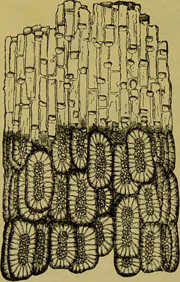 An illustration from The microscope : its history, construction, and application, being a familiar introduction to the use of the instrument, and the study of microscopical science / by Jabez Hogg., 1898, leaf 512