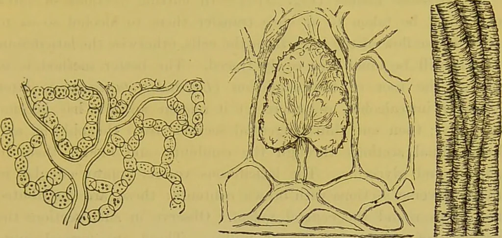 An illustration from The microscope : its history, construction, and application, being a familiar introduction to the use of the instrument, and the study of microscopical science / by Jabez Hogg., 1898, leaf 513