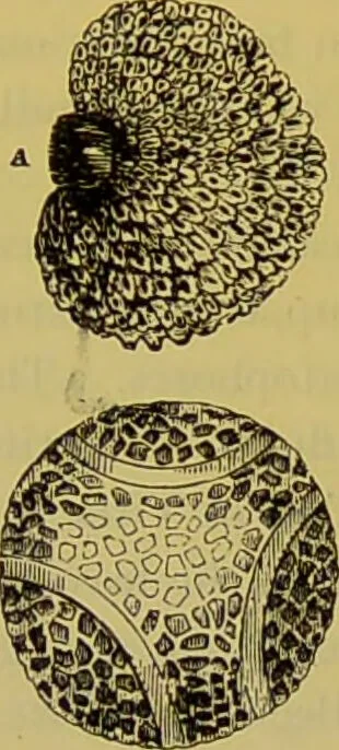 An illustration from The microscope : its history, construction, and application, being a familiar introduction to the use of the instrument, and the study of microscopical science / by Jabez Hogg., 1898, leaf 516
