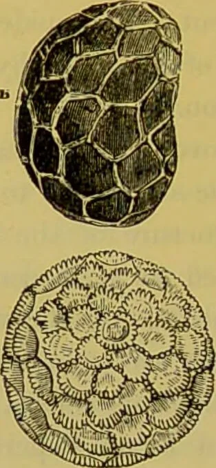 An illustration from The microscope : its history, construction, and application, being a familiar introduction to the use of the instrument, and the study of microscopical science / by Jabez Hogg., 1898, leaf 516