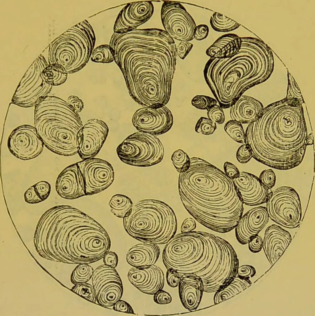 An illustration from The microscope : its history, construction, and application, being a familiar introduction to the use of the instrument, and the study of microscopical science / by Jabez Hogg., 1898, leaf 517