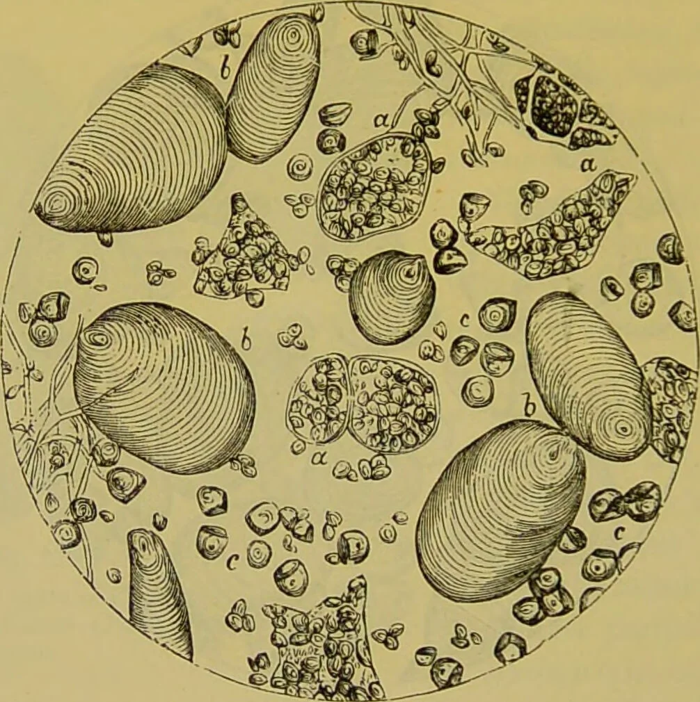 An illustration from The microscope : its history, construction, and application, being a familiar introduction to the use of the instrument, and the study of microscopical science / by Jabez Hogg., 1898, leaf 518