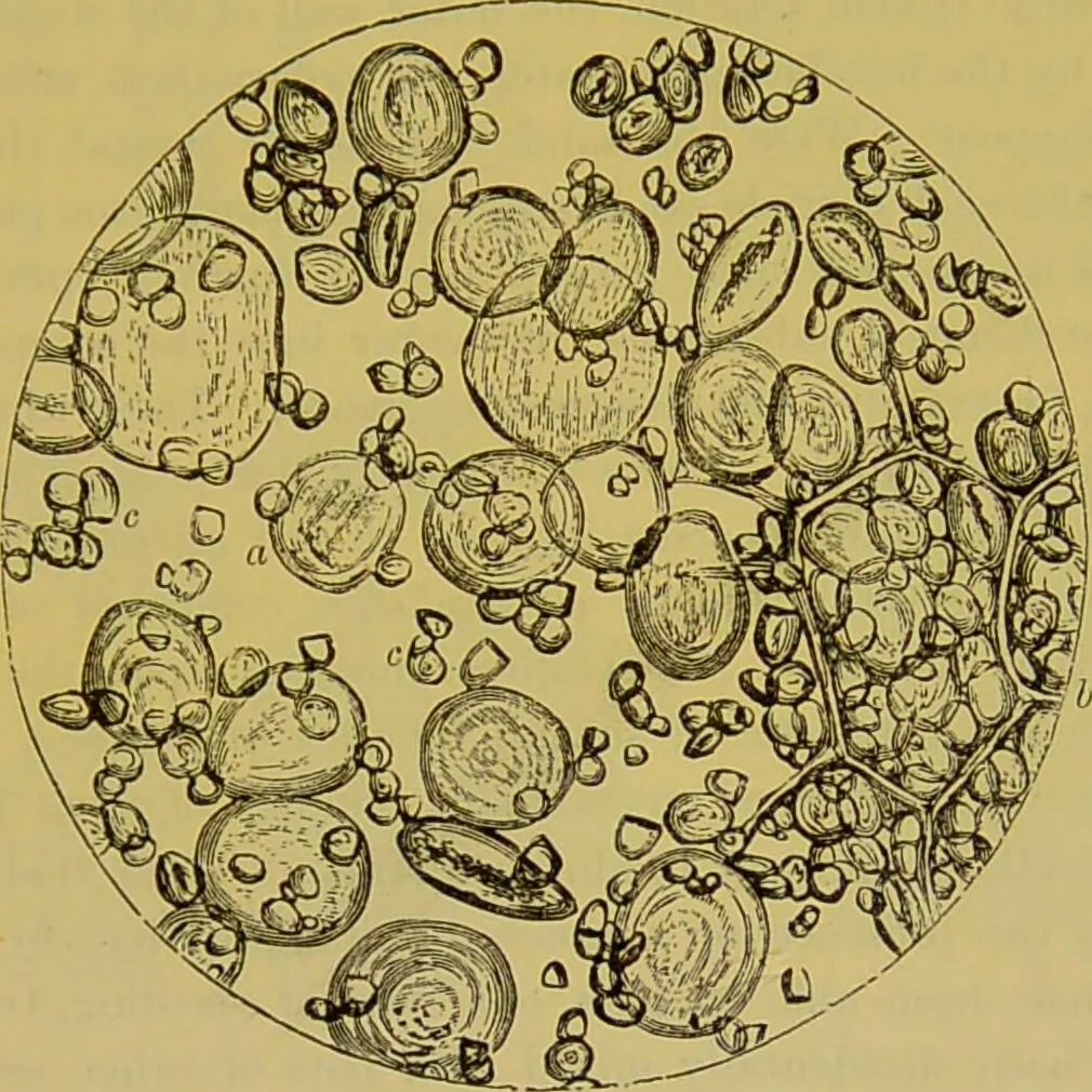 An illustration from The microscope : its history, construction, and application, being a familiar introduction to the use of the instrument, and the study of microscopical science / by Jabez Hogg., 1898, leaf 519
