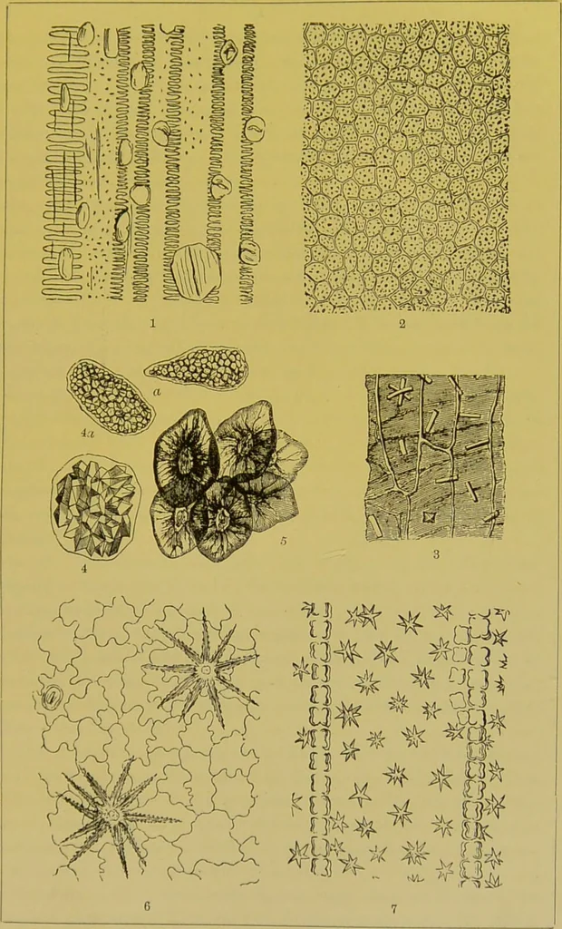 An illustration from The microscope : its history, construction, and application, being a familiar introduction to the use of the instrument, and the study of microscopical science / by Jabez Hogg., 1898, leaf 521