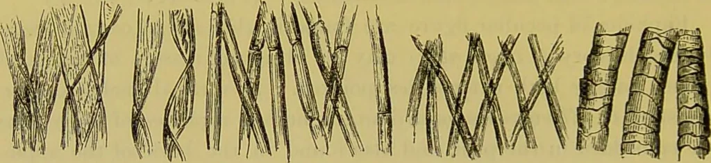 An illustration from The microscope : its history, construction, and application, being a familiar introduction to the use of the instrument, and the study of microscopical science / by Jabez Hogg., 1898, leaf 524
