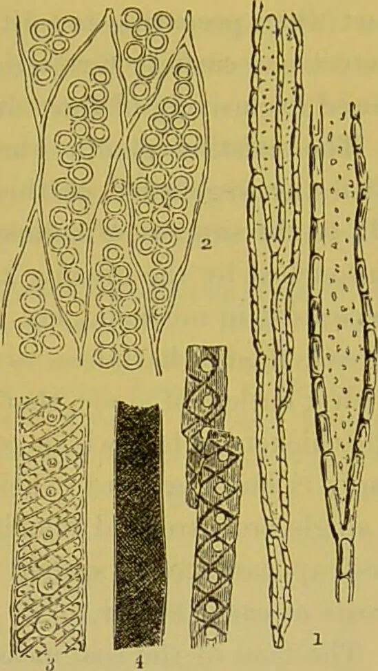 An illustration from The microscope : its history, construction, and application, being a familiar introduction to the use of the instrument, and the study of microscopical science / by Jabez Hogg., 1898, leaf 525