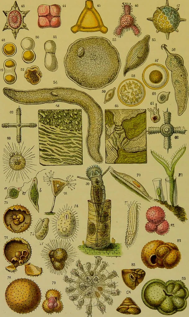 An illustration from The microscope : its history, construction, and application, being a familiar introduction to the use of the instrument, and the study of microscopical science / by Jabez Hogg., 1898, leaf 530