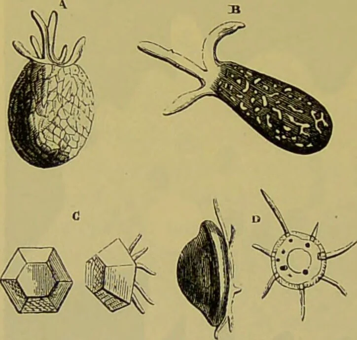 An illustration from The microscope : its history, construction, and application, being a familiar introduction to the use of the instrument, and the study of microscopical science / by Jabez Hogg., 1898, leaf 534