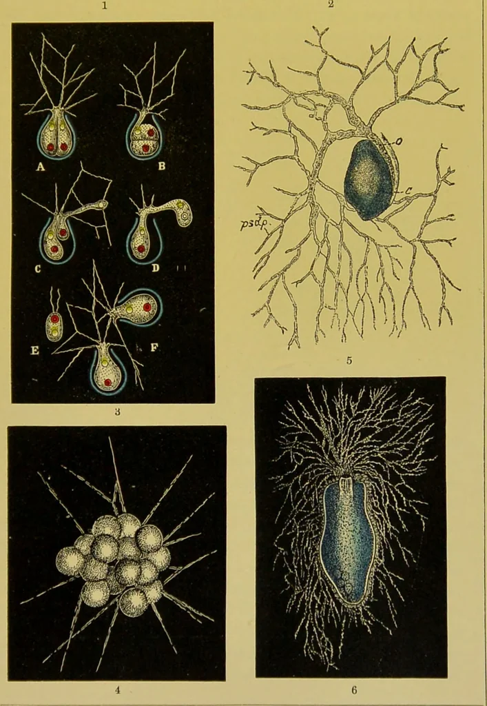An illustration from The microscope : its history, construction, and application, being a familiar introduction to the use of the instrument, and the study of microscopical science / by Jabez Hogg., 1898, leaf 535