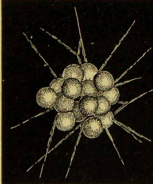 An illustration from The microscope : its history, construction, and application, being a familiar introduction to the use of the instrument, and the study of microscopical science / by Jabez Hogg., 1898, leaf 535