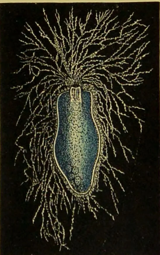 An illustration from The microscope : its history, construction, and application, being a familiar introduction to the use of the instrument, and the study of microscopical science / by Jabez Hogg., 1898, leaf 535
