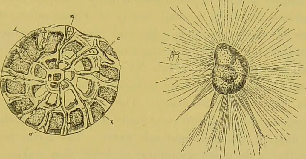 An illustration from The microscope : its history, construction, and application, being a familiar introduction to the use of the instrument, and the study of microscopical science / by Jabez Hogg., 1898, leaf 537
