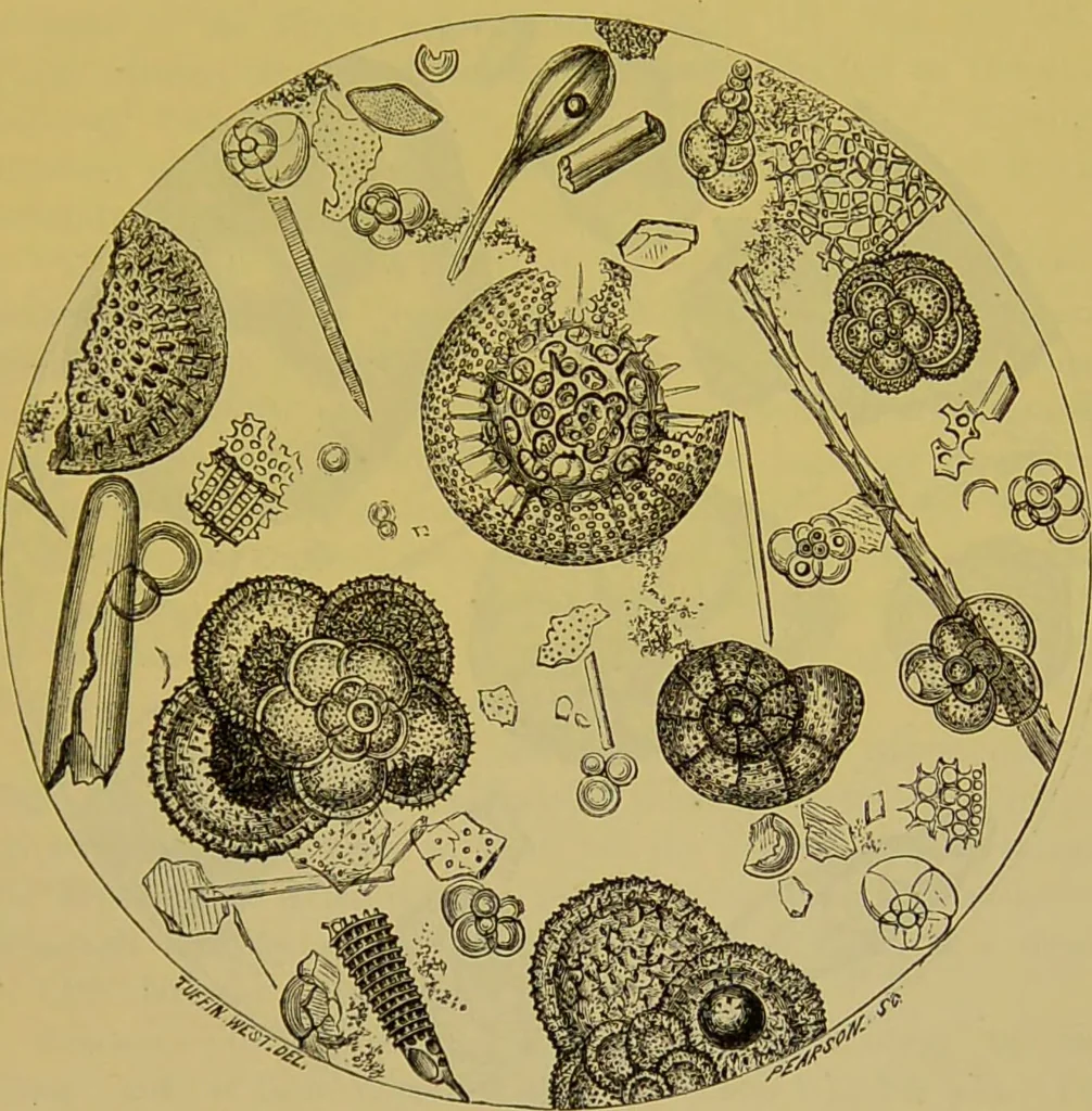An illustration from The microscope : its history, construction, and application, being a familiar introduction to the use of the instrument, and the study of microscopical science / by Jabez Hogg., 1898, leaf 541