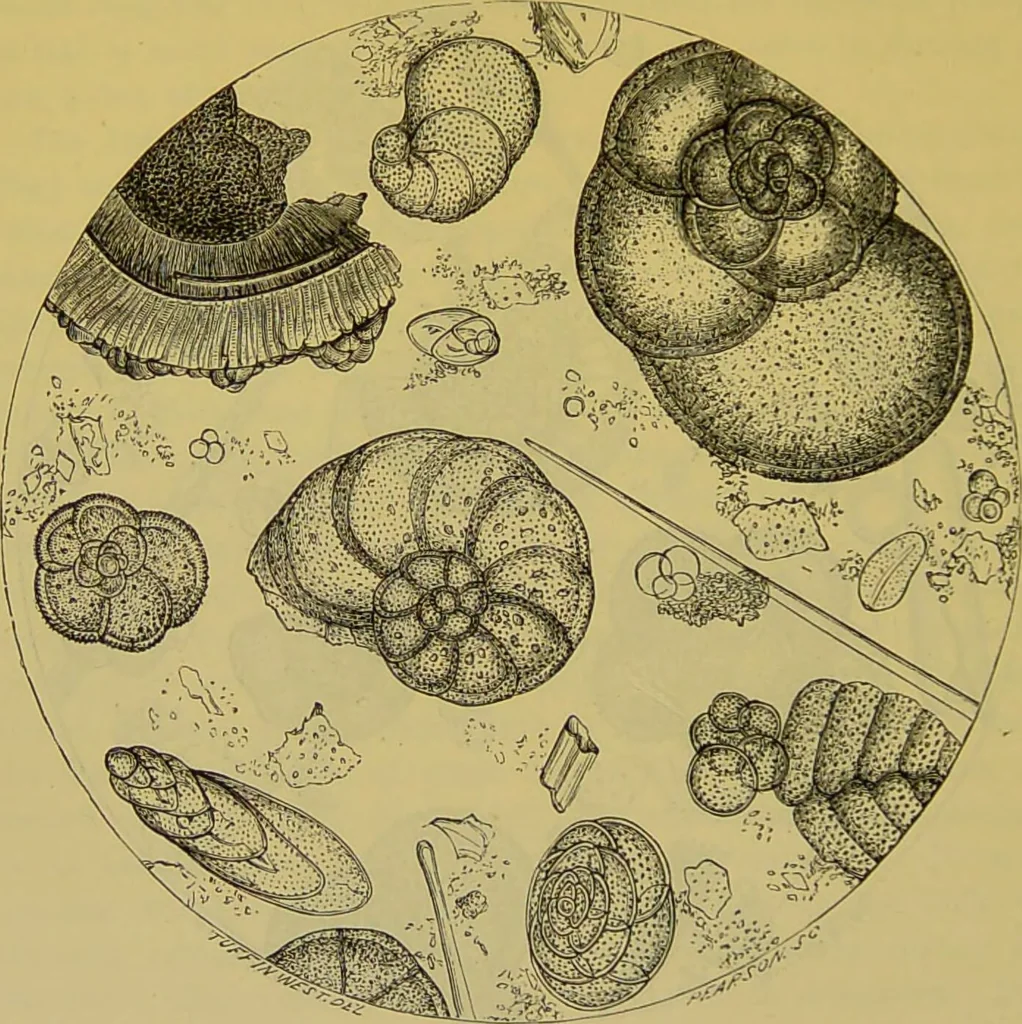 An illustration from The microscope : its history, construction, and application, being a familiar introduction to the use of the instrument, and the study of microscopical science / by Jabez Hogg., 1898, leaf 542