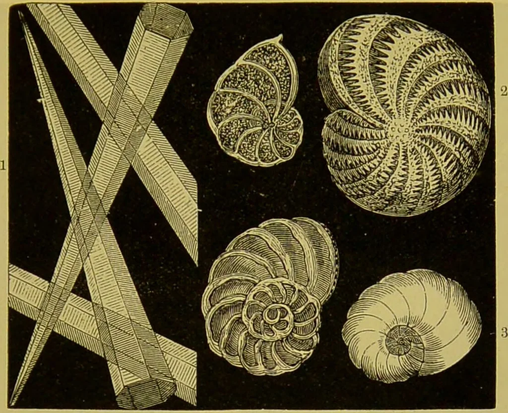 An illustration from The microscope : its history, construction, and application, being a familiar introduction to the use of the instrument, and the study of microscopical science / by Jabez Hogg., 1898, leaf 547