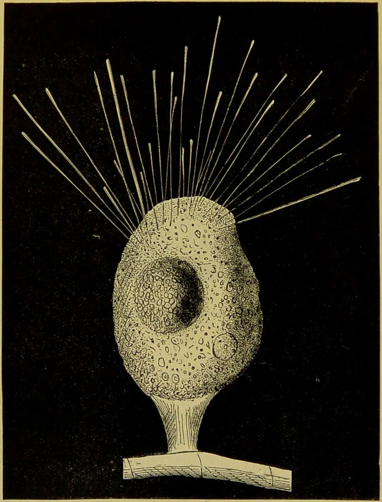 An illustration from The microscope : its history, construction, and application, being a familiar introduction to the use of the instrument, and the study of microscopical science / by Jabez Hogg., 1898, leaf 548