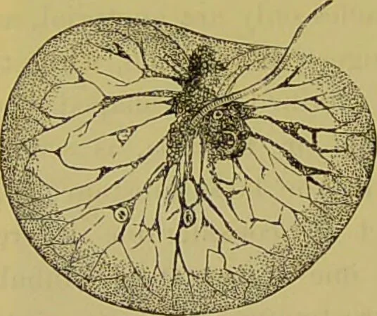 An illustration from The microscope : its history, construction, and application, being a familiar introduction to the use of the instrument, and the study of microscopical science / by Jabez Hogg., 1898, leaf 550
