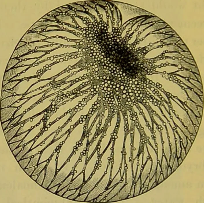 An illustration from The microscope : its history, construction, and application, being a familiar introduction to the use of the instrument, and the study of microscopical science / by Jabez Hogg., 1898, leaf 550