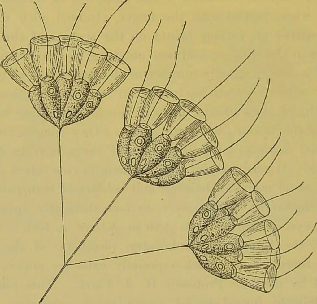 An illustration from The microscope : its history, construction, and application, being a familiar introduction to the use of the instrument, and the study of microscopical science / by Jabez Hogg., 1898, leaf 552