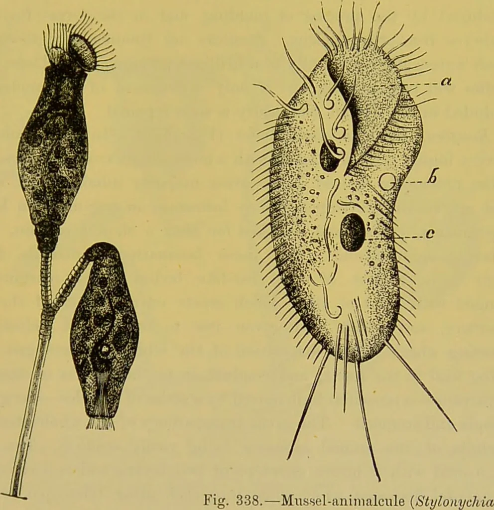 An illustration from The microscope : its history, construction, and application, being a familiar introduction to the use of the instrument, and the study of microscopical science / by Jabez Hogg., 1898, leaf 555