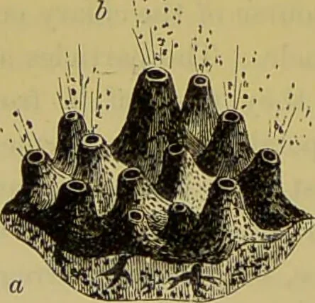An illustration from The microscope : its history, construction, and application, being a familiar introduction to the use of the instrument, and the study of microscopical science / by Jabez Hogg., 1898, leaf 560