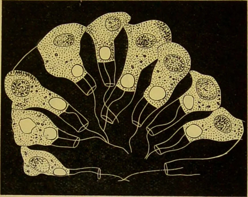 An illustration from The microscope : its history, construction, and application, being a familiar introduction to the use of the instrument, and the study of microscopical science / by Jabez Hogg., 1898, leaf 561