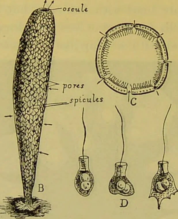 An illustration from The microscope : its history, construction, and application, being a familiar introduction to the use of the instrument, and the study of microscopical science / by Jabez Hogg., 1898, leaf 562