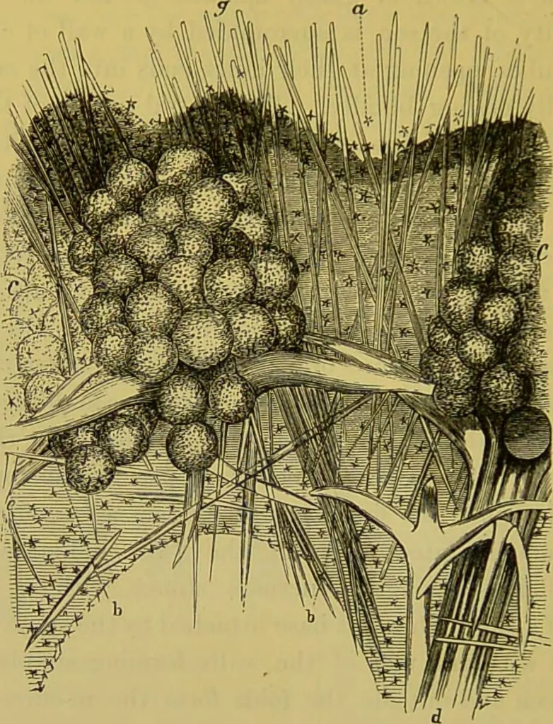 An illustration from The microscope : its history, construction, and application, being a familiar introduction to the use of the instrument, and the study of microscopical science / by Jabez Hogg., 1898, leaf 564