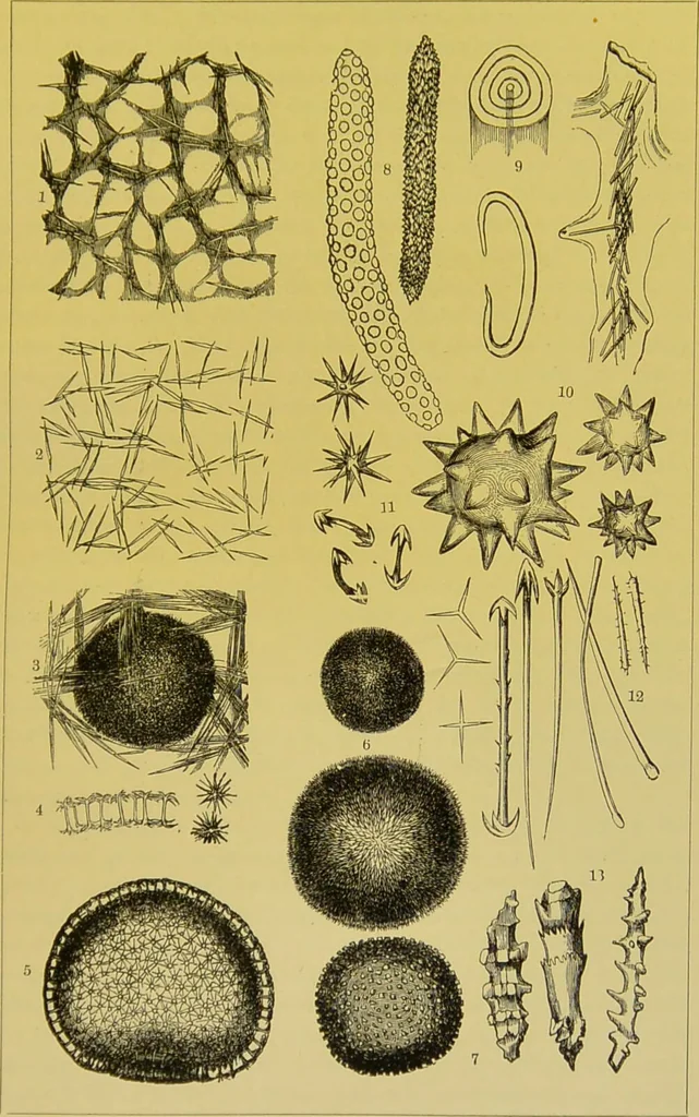 An illustration from The microscope : its history, construction, and application, being a familiar introduction to the use of the instrument, and the study of microscopical science / by Jabez Hogg., 1898, leaf 565