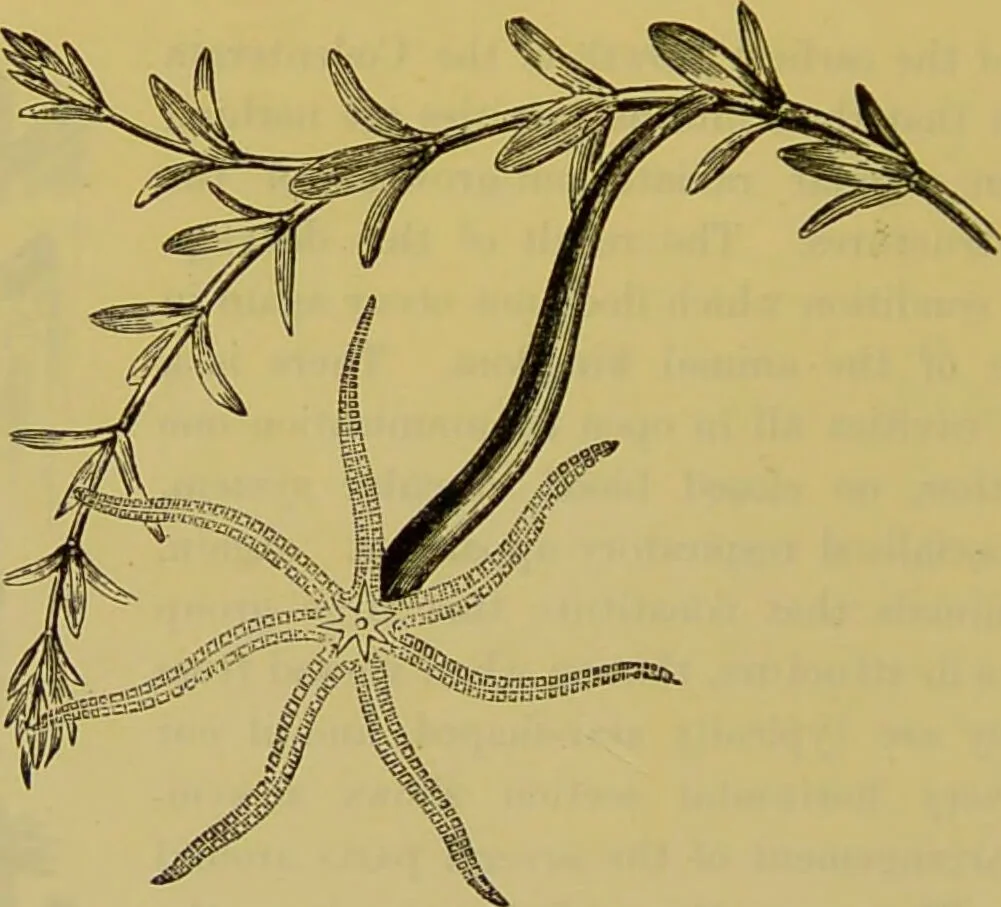 An illustration from The microscope : its history, construction, and application, being a familiar introduction to the use of the instrument, and the study of microscopical science / by Jabez Hogg., 1898, leaf 574