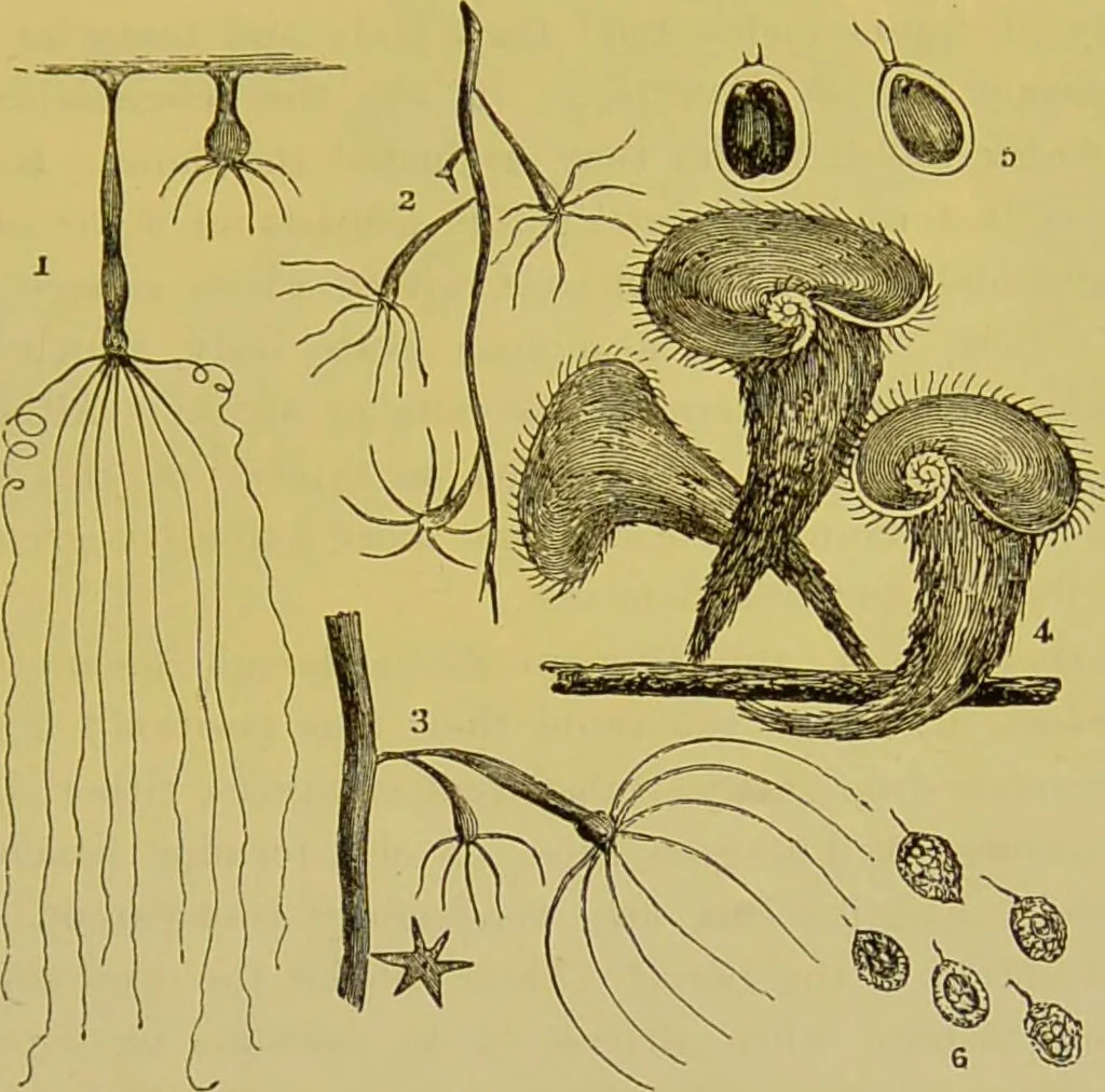 An illustration from The microscope : its history, construction, and application, being a familiar introduction to the use of the instrument, and the study of microscopical science / by Jabez Hogg., 1898, leaf 575