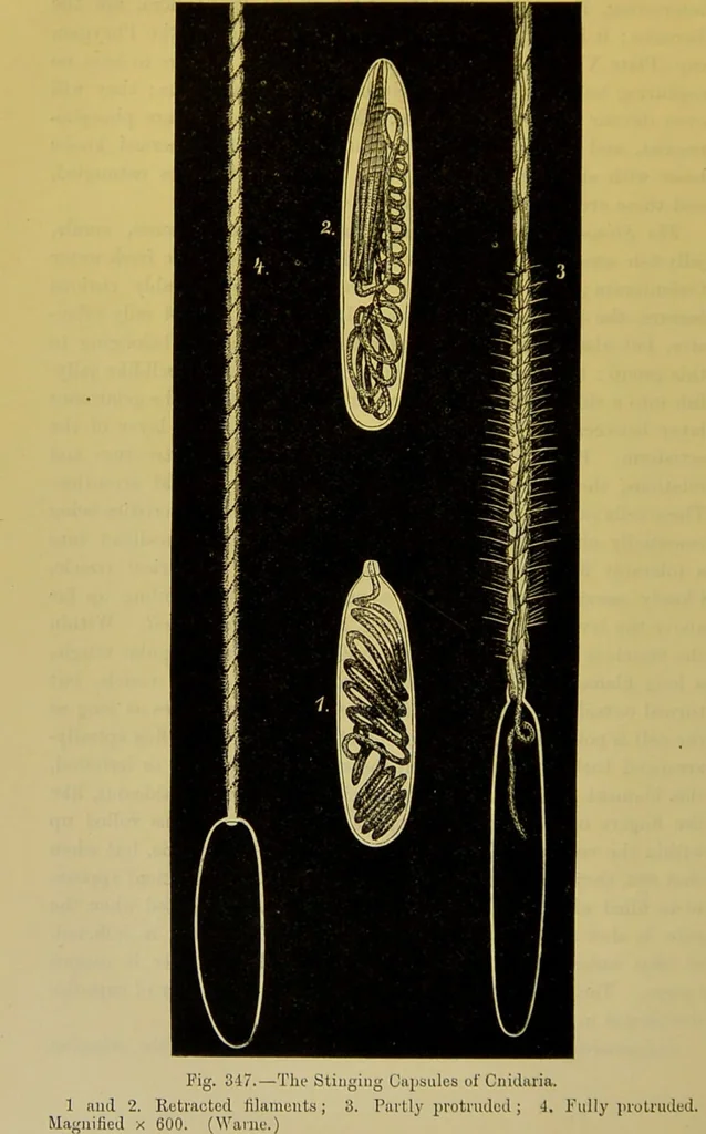 An illustration from The microscope : its history, construction, and application, being a familiar introduction to the use of the instrument, and the study of microscopical science / by Jabez Hogg., 1898, leaf 580