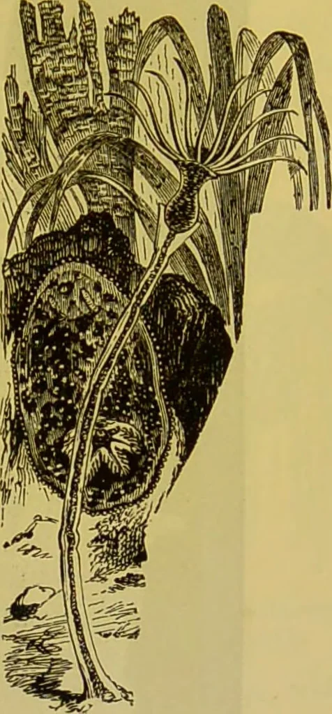 An illustration from The microscope : its history, construction, and application, being a familiar introduction to the use of the instrument, and the study of microscopical science / by Jabez Hogg., 1898, leaf 581