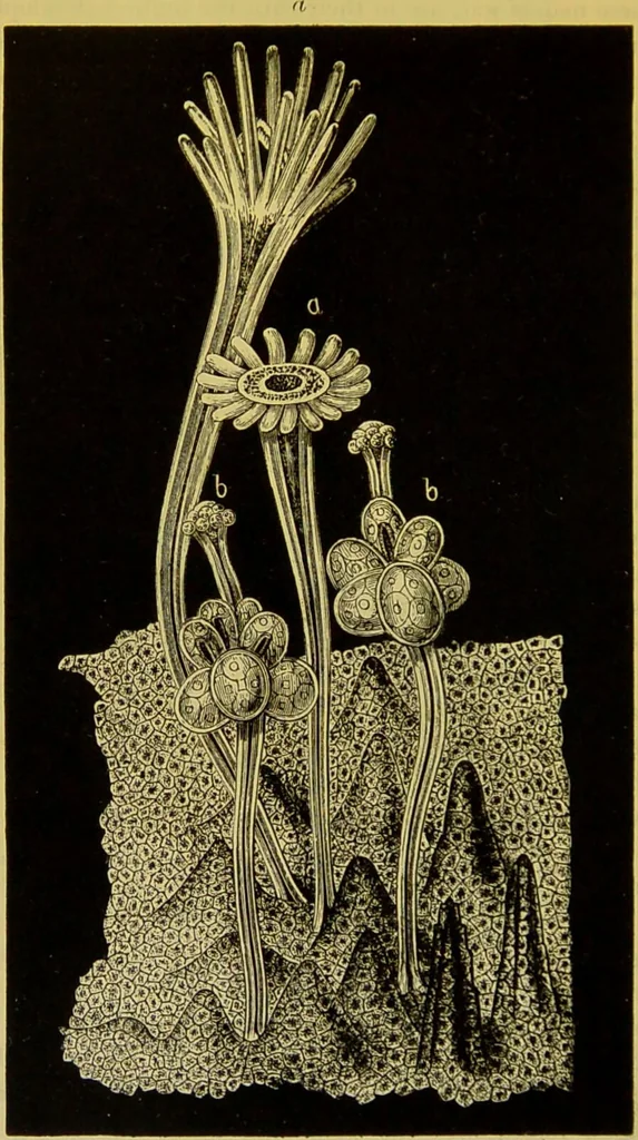 An illustration from The microscope : its history, construction, and application, being a familiar introduction to the use of the instrument, and the study of microscopical science / by Jabez Hogg., 1898, leaf 582