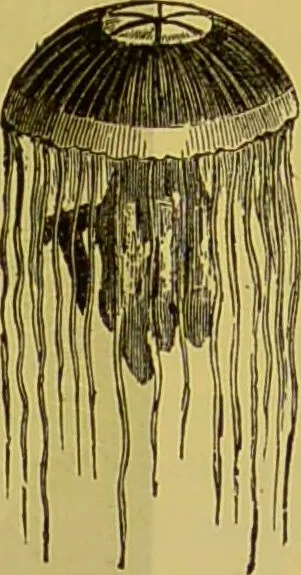 An illustration from The microscope : its history, construction, and application, being a familiar introduction to the use of the instrument, and the study of microscopical science / by Jabez Hogg., 1898, leaf 583