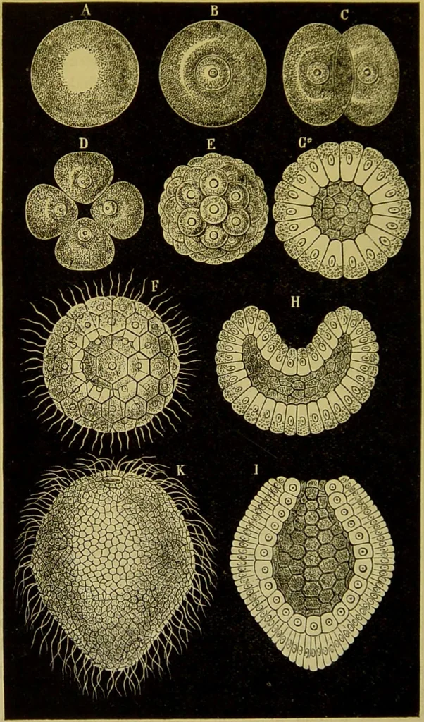 An illustration from The microscope : its history, construction, and application, being a familiar introduction to the use of the instrument, and the study of microscopical science / by Jabez Hogg., 1898, leaf 584
