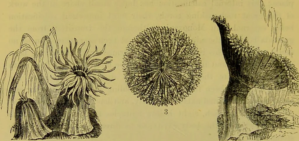 An illustration from The microscope : its history, construction, and application, being a familiar introduction to the use of the instrument, and the study of microscopical science / by Jabez Hogg., 1898, leaf 586